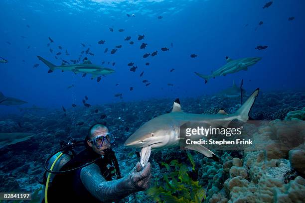 blacktip reef shark (carcharhinus melanopterus) - shark attack 個照片及圖片檔