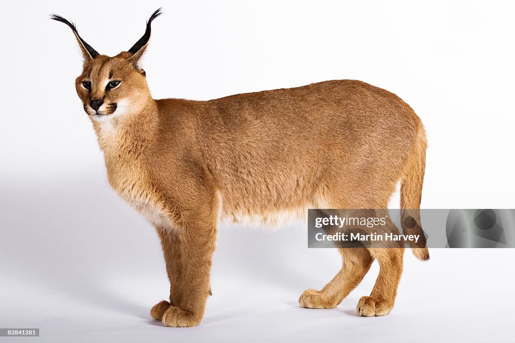 Caracal against white background.