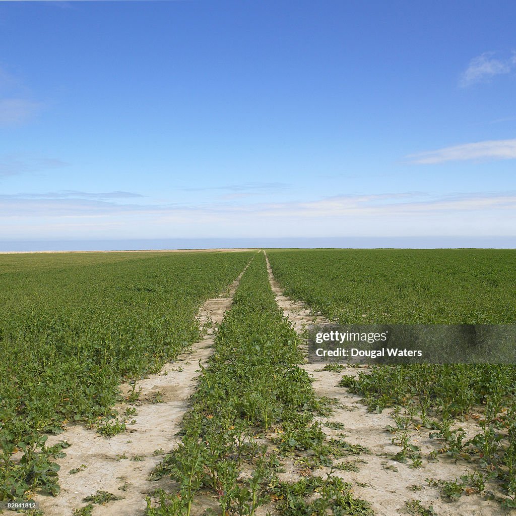 Track leading into the distance in field.