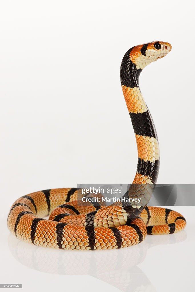 African coral snake against white background.