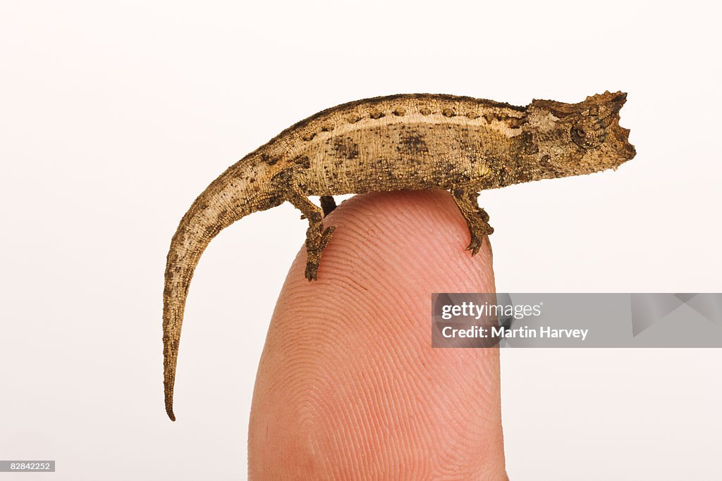 Thiel's Pygmy Chameleon against white background.
