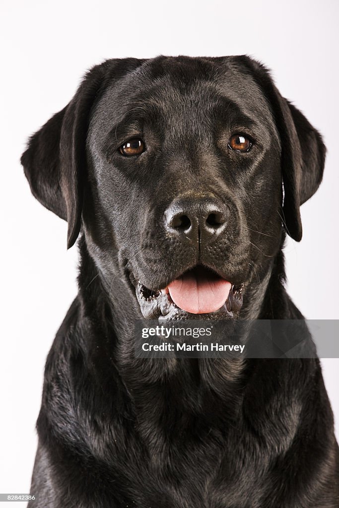 Black Labrador, portrait