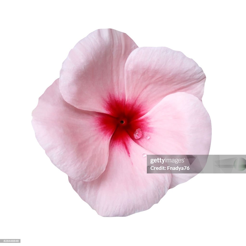 Luz Flor De Color Rosa Sobre Fondo Blanco Aislada Con Trazado De Recorte Closeup Hermosa Flor Blanca Rosa Violetas Para El Diseño Naturaleza Foto de stock - Getty Images Luz Flor De Color Rosa Sobre Fondo Blanco Aislada Con Trazado De Recorte Closeup Hermosa Flor Blanca Rosa Violetas Para El Diseño Naturaleza Foto de stock - Getty Images