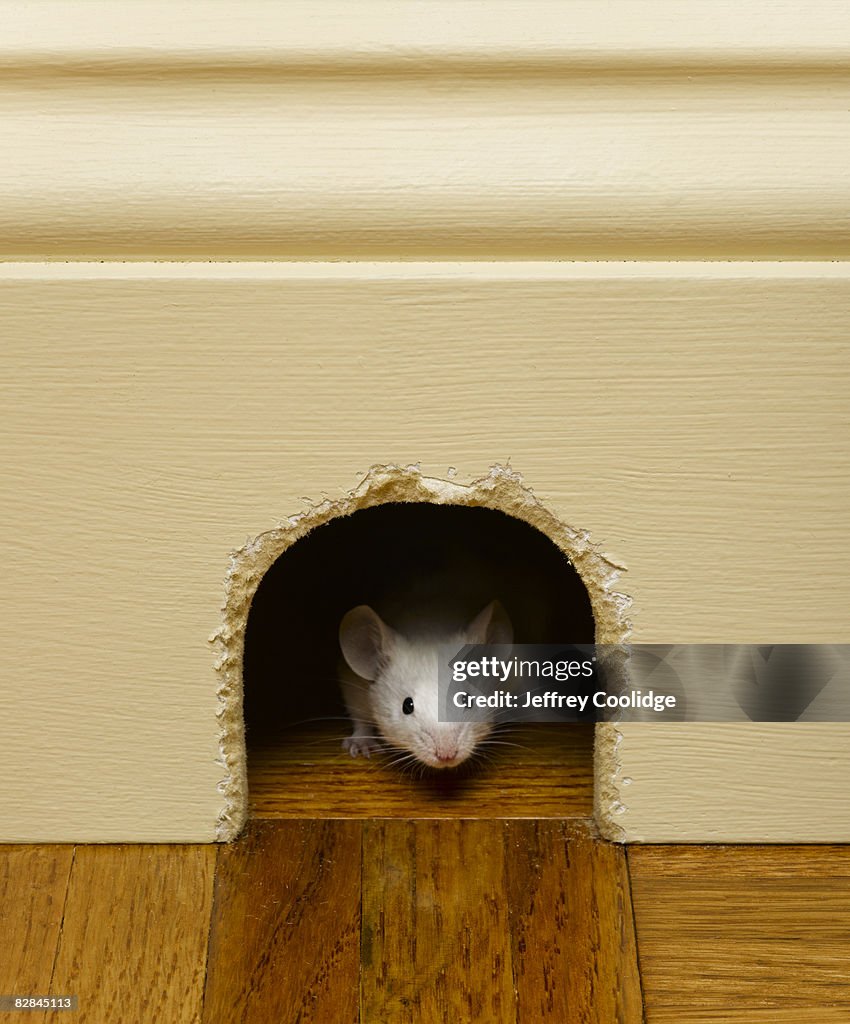 Mouse peeking out of mouse hole