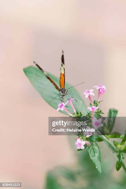 butterfly - wild flowers stockfoto's en -beelden