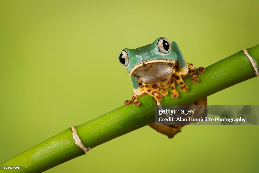 Waxy tree frog