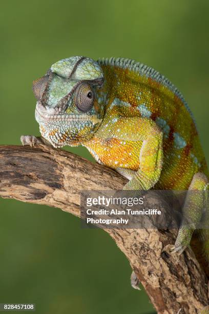 panther chameleon - east african chameleon stock-fotos und bilder
