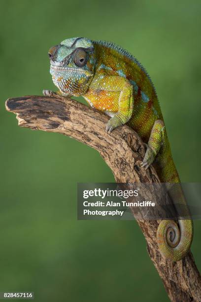 panther chameleon full length - east african chameleon stock-fotos und bilder