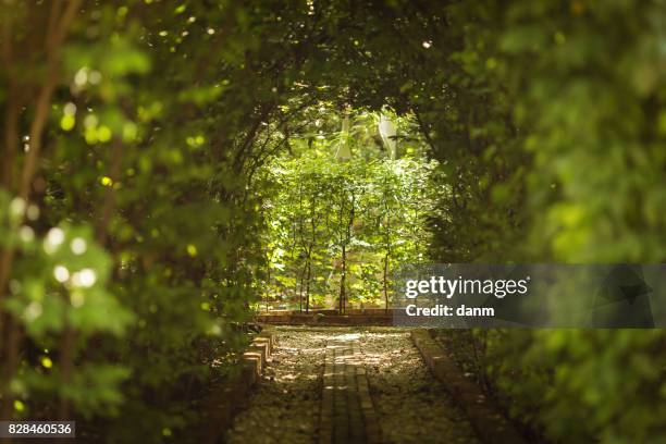 beautiful green tunel with light in background and rocks alley - bambus stock pictures, royalty-free photos & images