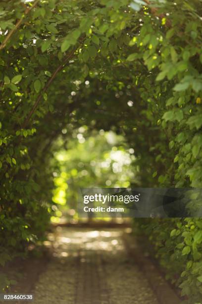 beautiful green tunel with light in background and rocks alley - bambus stock pictures, royalty-free photos & images