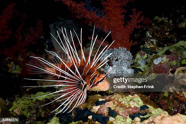 clearfin lionfish (pterois radiata), red sea - pterois radiata stock pictures, royalty-free photos & images