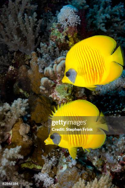 pair of blue cheek butterflyfish, red sea - chaetodon semilarvatus imagens e fotografias de stock