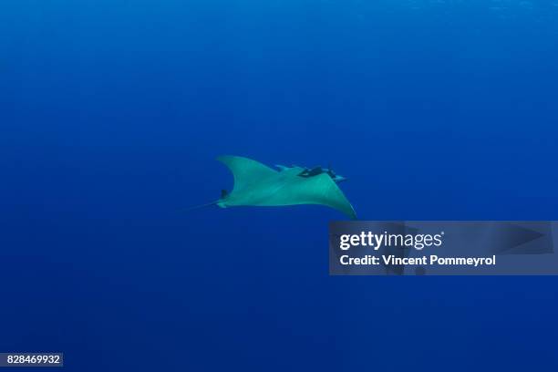 Ray Mobula , Foto de stock