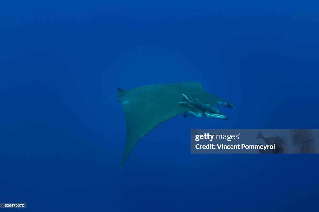 Ray Mobula (Mobula mobular)