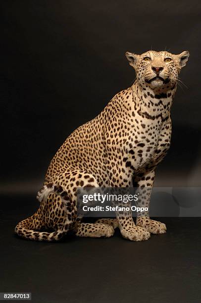 stuffedleopard on black background - taxidermist stock-fotos und bilder