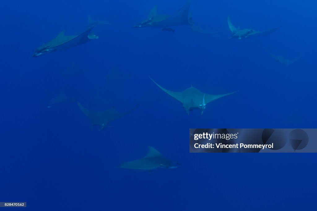 Ray Mobula (Mobula mobular)