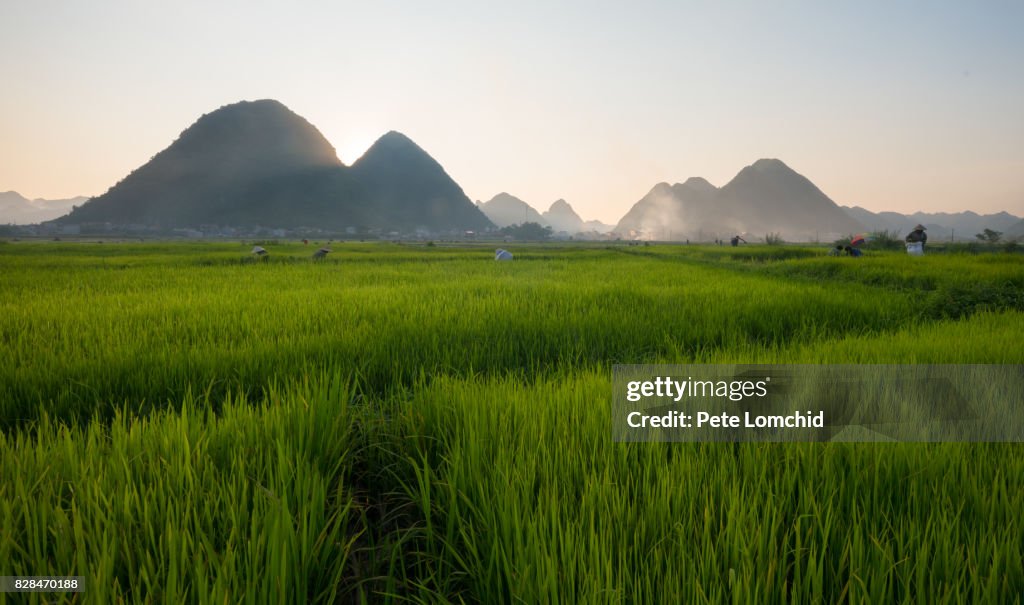 Rice field vietnam mountain