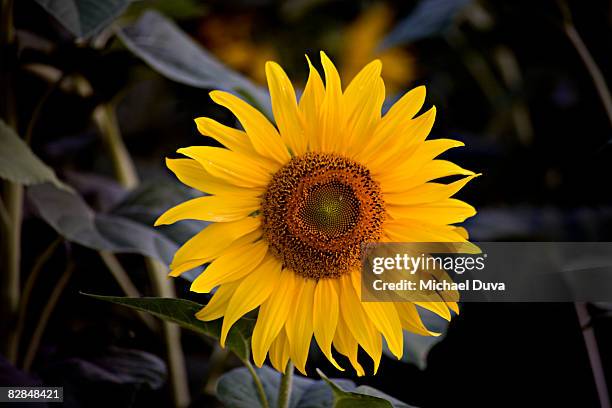 sunflower in field - sunflower stock pictures, royalty-free photos & images
