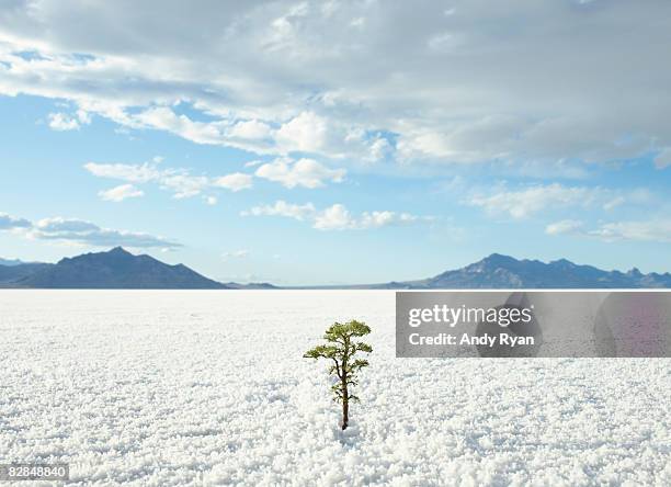 small tree growing on salt flats - saltäng bildbanksfoton och bilder