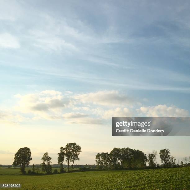 summer evening sky with trees and cirrus clouds - danielle donders stock pictures, royalty-free photos & images
