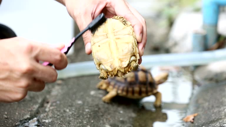 Clean Turtle 112 Turtle Cleaning Stock Videos, Footage, & 4K Video Clips - Getty Images