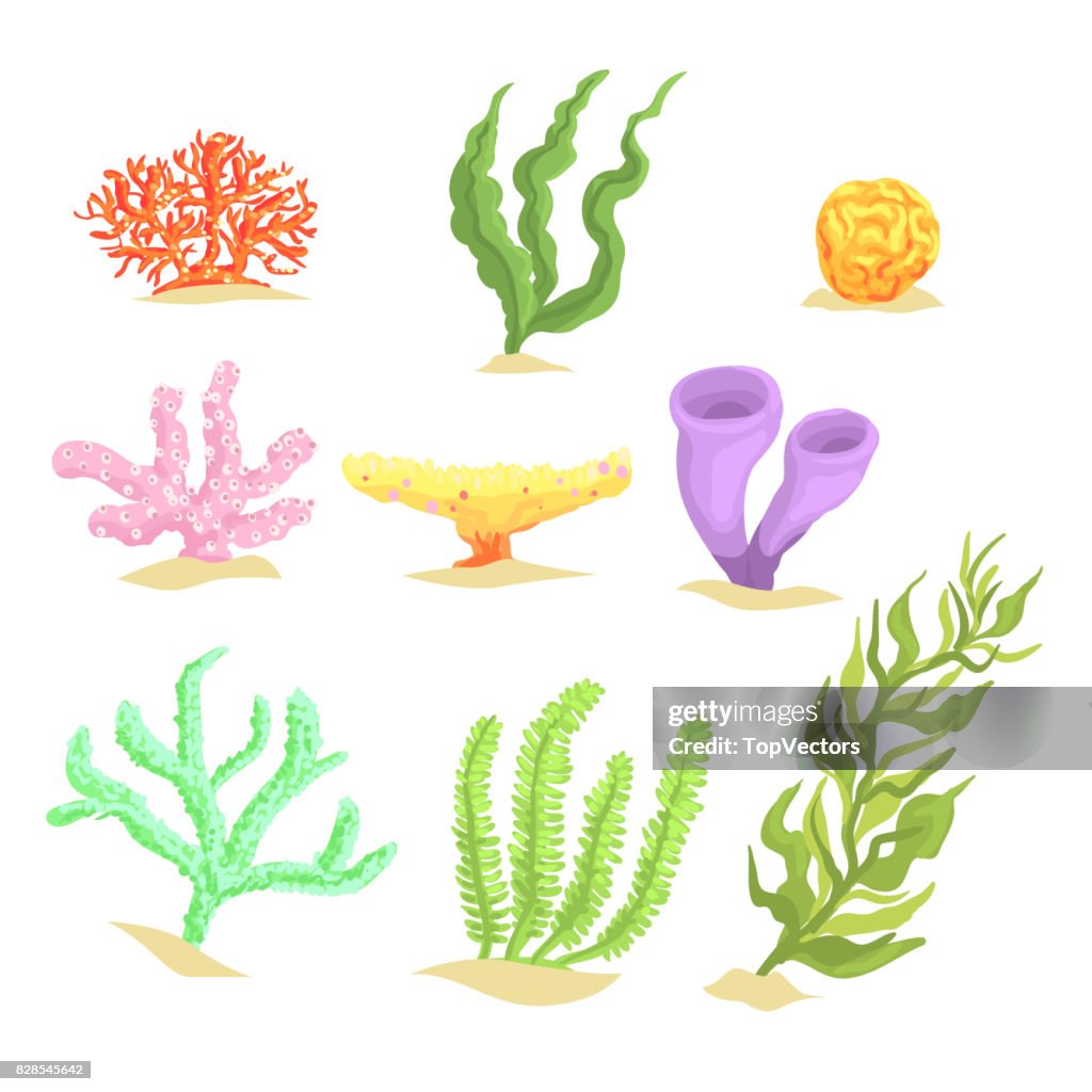Conjunto De Plantas Subacuáticas De Dibujos Animados Algas Marinas Y Algas  Marinas Acuáticas Ilustraciones Vectoriales Ilustración de stock - Getty  Images
