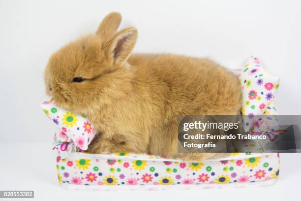 rabbit sleeping on the sofa - rabbit fever stock pictures, royalty-free photos & images