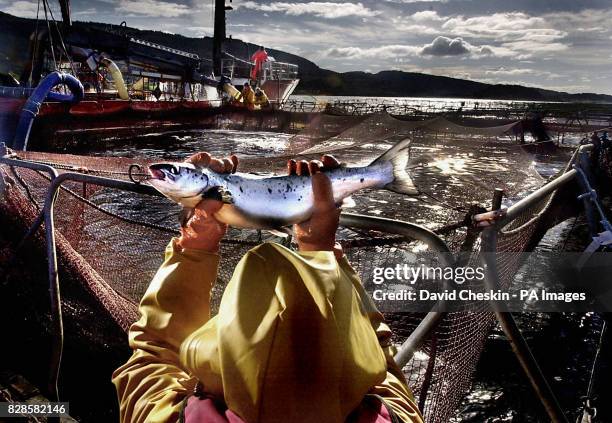 Worker at a salmon farm on Loch Linnhe near Fort William. Outbreaks of sea lice and accusations that farmed salmon are artificially coloured and may...