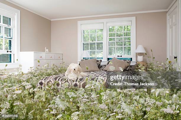 dog in bedroom with wildflowers - flowers placed on the hollywood walk of fame star of jay thomas stockfoto's en -beelden