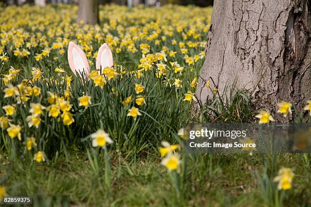 easter bunny hiding behind daffodils - osterhase stock-fotos und bilder