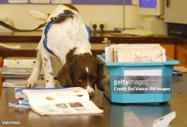 Sniffer dog "Trigger" searching for drugs at the Heart of England School, Balsall Common, Coventry. Head teacher Annette Croft said that using...
