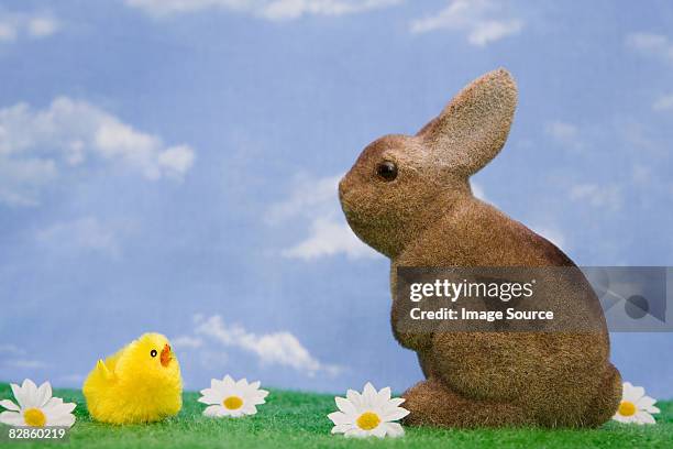 a rabbit and chick - false daisy stock pictures, royalty-free photos & images