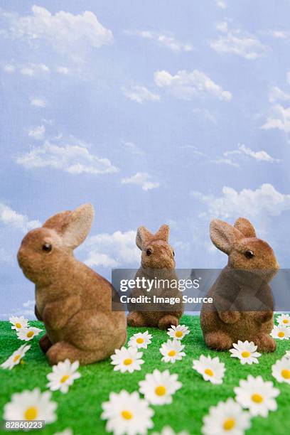 rabbits and daisies - false daisy stock pictures, royalty-free photos & images