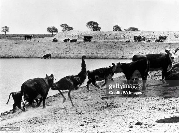 Surrounded by cattle, an emu trots casually along the sloping edge of a stock tank after taking a drink with the cows at Narran Lake, about 500 miles...