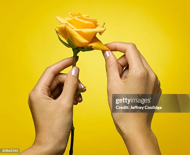 woman picking petal from rose - 狩りをする ストックフォトと画像