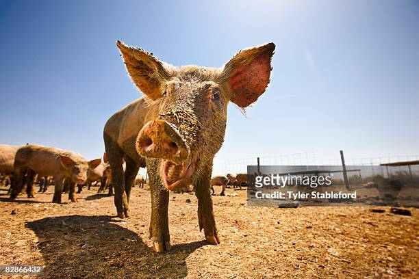 2,255 Funny Pig Photos and Premium High Res Pictures - Getty Images