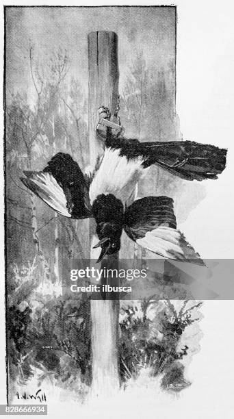 antique illustration: magpie caught in a hawk-trap - magpie stock illustrations