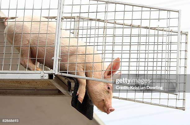 Pig Jumping Photos and Premium High Res Pictures - Getty Images