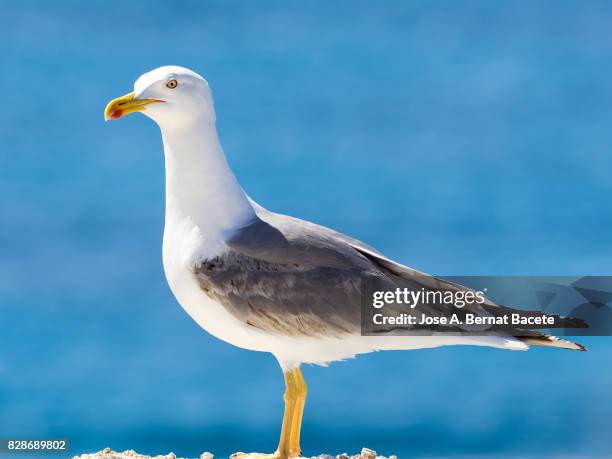 profile gull on a rock with the blue water turquoise of the sea of bottom. tabarca island in alicante, valencian community, spain. - tabarca stockfoto's en -beelden