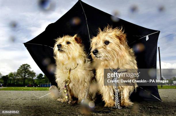 Two Norfolk Terrier dogs, Mick and Mouse, owned by Alison Mather, take a break in heavy rain during a world record dog walking attempt involving more...