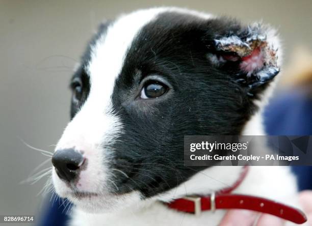 Berkeley the puppy at Springfield Kennels, Ossett, West Yorkshire who was found after both his ears were cut off. A dog warden condemned the savage...