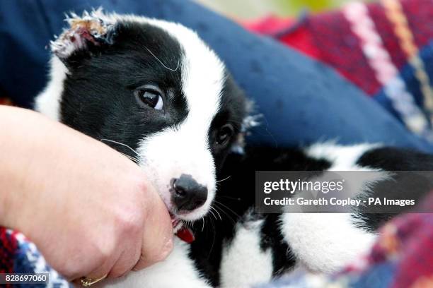 Berkeley the puppy at Springfield Kennels, Ossett, West Yorkshire who was found after both his ears were cut off. A dog warden condemned the savage...