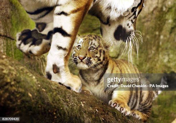 One of three Amur tiger cubs, who were born in March, with its mother Sasha, out into public view at Edinburgh Zoo, after their new enclosure was...