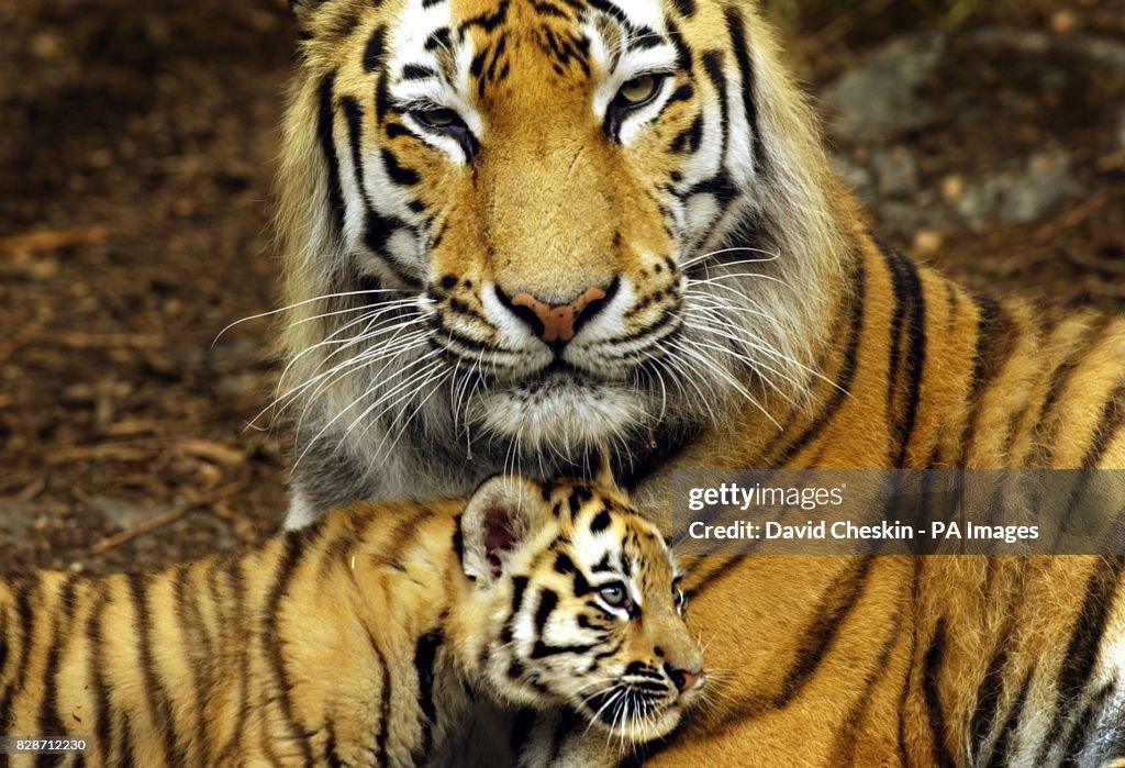 Tiger cubs appear at Edinburgh Zoo