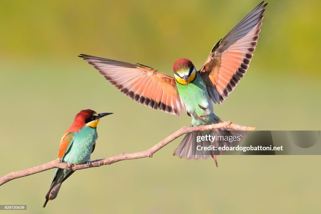 Bee eater landing on a branch #1
