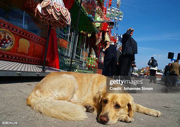 Dog rests in front of ghost train 'Schocker' during a preview tour two days ahead of the opening of the Oktoberfest on September 18, 2008 in Munich,...