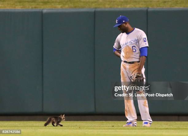 Kansas City Royals center fielder Lorenzo Cain watches a small cat trot past him in the sixth inning during a game against the St. Louis Cardinals on...