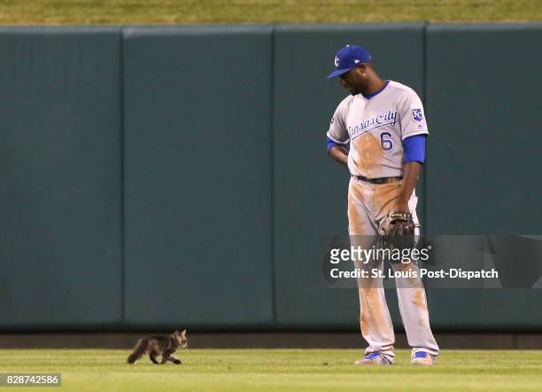 Kansas City Royals center fielder Lorenzo Cain watches a small cat trot past him in the sixth inning during a game against the St. Louis Cardinals on...