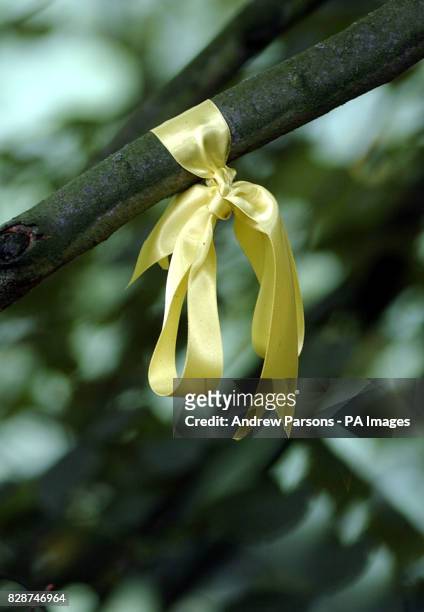 Single yellow ribbon tied to the branch of a tree outside Tony Martin's house, in Emneth Hungate, Norfolk. The ribbon, along with a bunch of red...