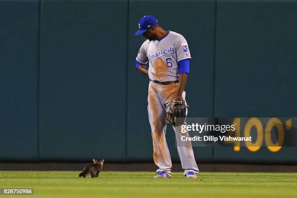 Lorenzo Cain of the Kansas City Royals watches a kitten run across the outfield in the sixth inning during a game against the St. Louis Cardinals at...